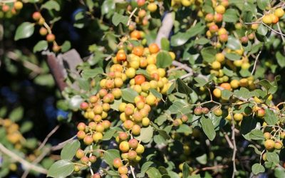 مجوز برداشت عسل کنار (دشتستان)