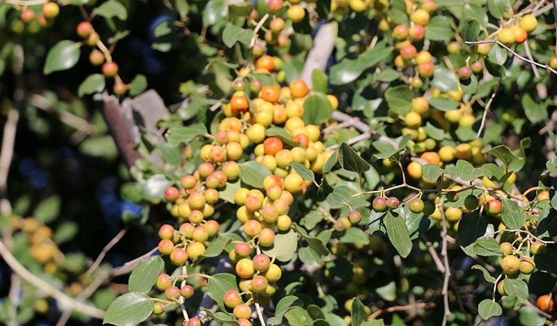 مجوز برداشت عسل کنار (دشتستان)