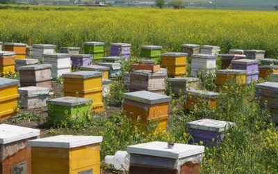 آموزش نحوه ثبت تقاضای اسکان زنبورستان در دشتستان