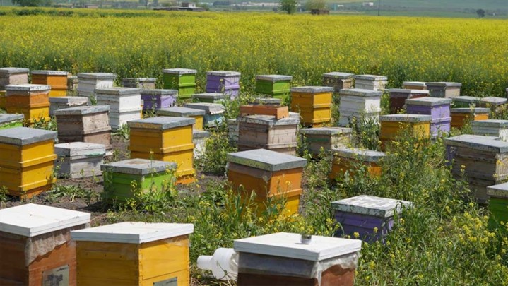 آموزش نحوه ثبت تقاضای اسکان زنبورستان در دشتستان