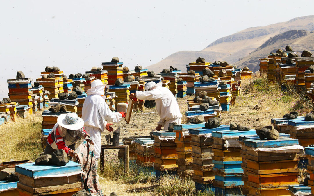 بیمه تکمیلی زنبورداران استان بوشهر