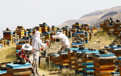 بیمه تکمیلی زنبورداران استان بوشهر